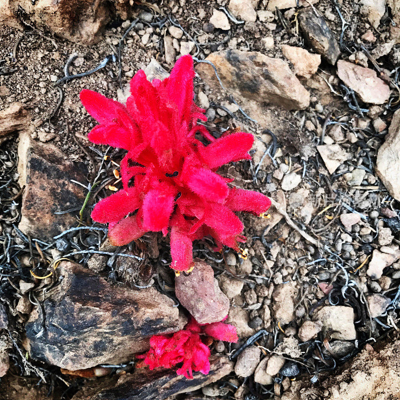 一个寄生虫Hyobanche Glabrata花的特写